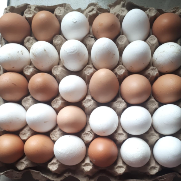 CRATE OF EGGS