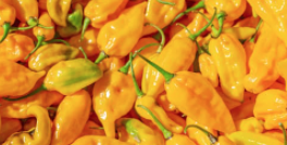 30g YELLOW HOT PEPPER