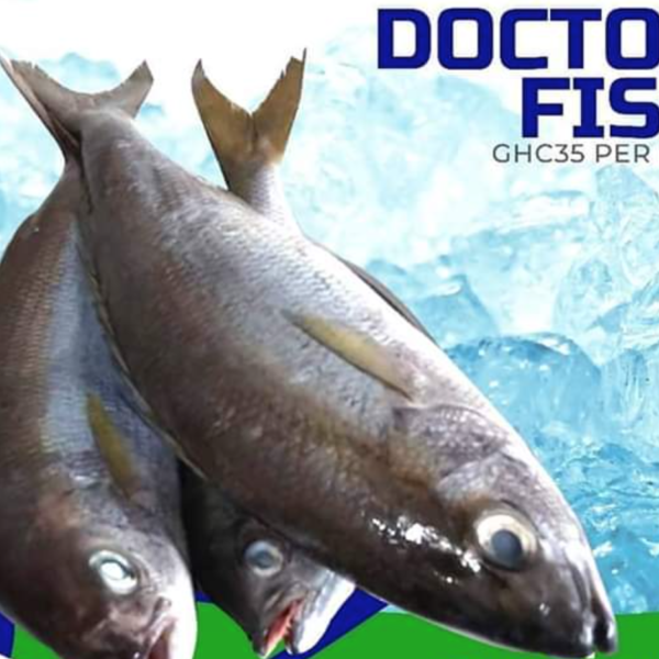 I KILO DOCTOR FISH