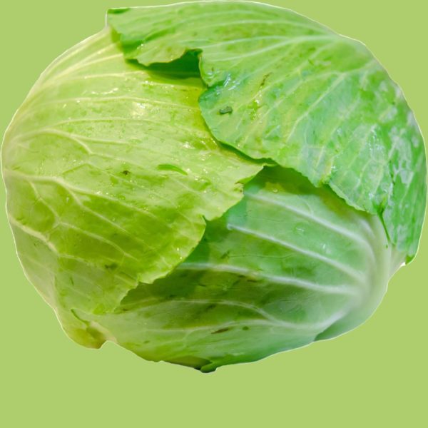 REGULAR SIZE CABBAGE