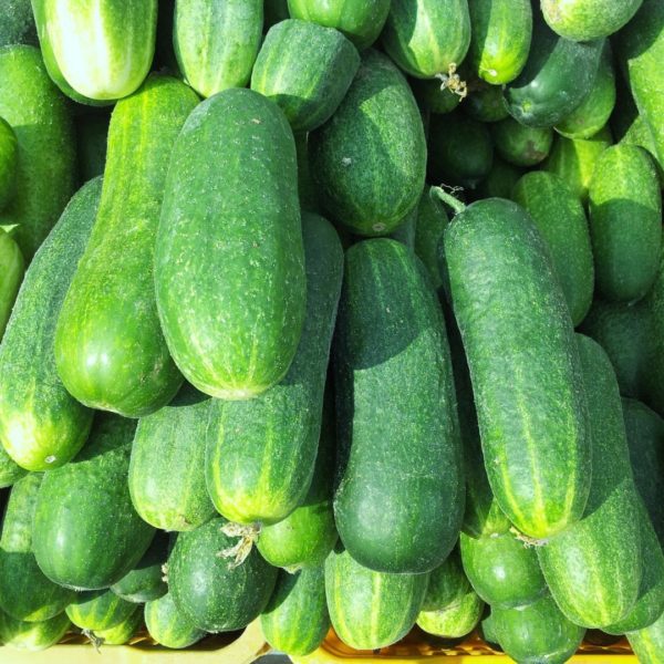 1 REGULAR SIZE CUCUMBER