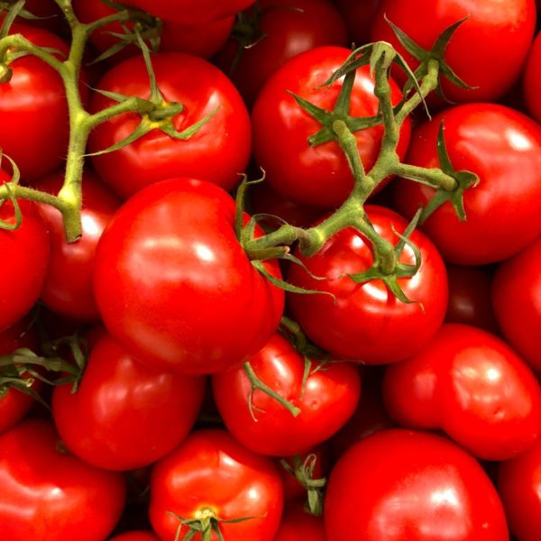 1 SMALL PAINT BUCKET RED BEEFSTEAK TOMATO