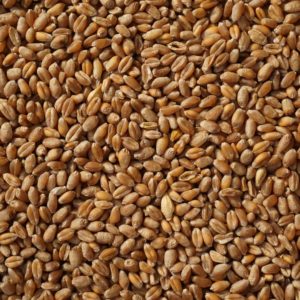 1 MARGARINE CUP WHOLE WHEAT