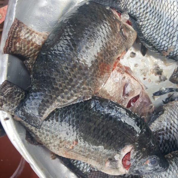 3 pcs regular size fresh tilapia