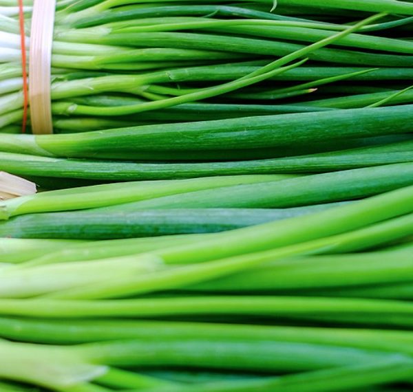 1 BUNDLE SPRING ONION