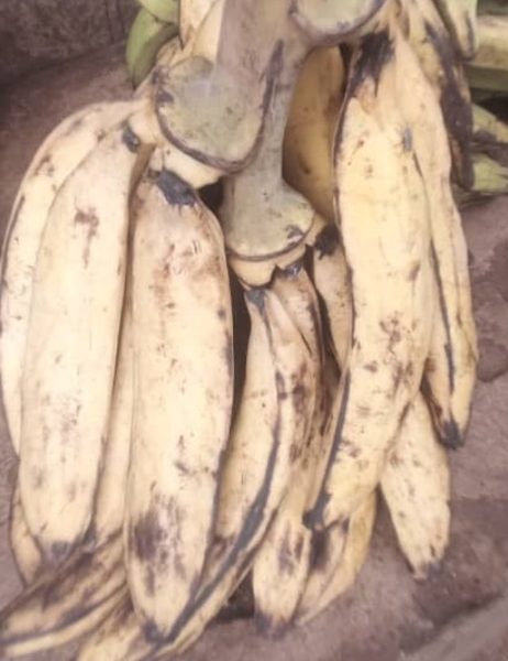 3 to 4 PIECES RIPPED PLANTAIN