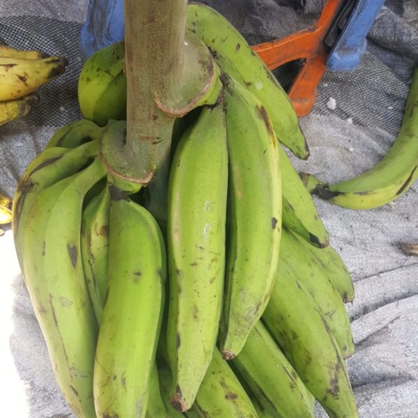 5 TO 7PIECES UNRIPPED PLANTAIN