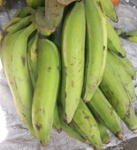 Unripe Plantain