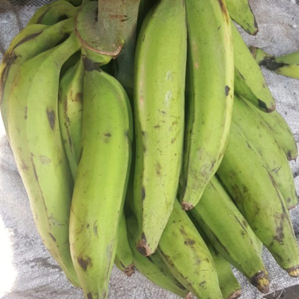 BUNCH OF UNRIPPED PLANTAIN