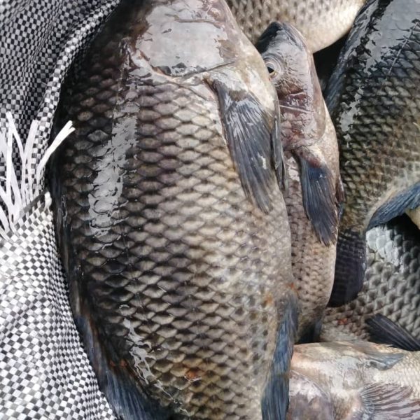 1 PCS LARGE SIZE FRESH TILAPIA