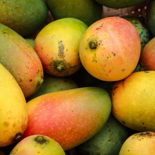 3 TO 4 PCS BIG SIZED MANGO