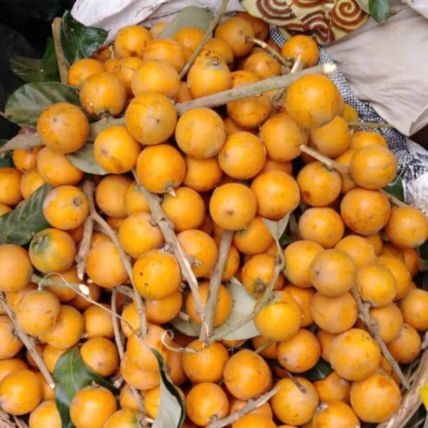 AFRICA STAR FRUIT (ALASA FRUIT)