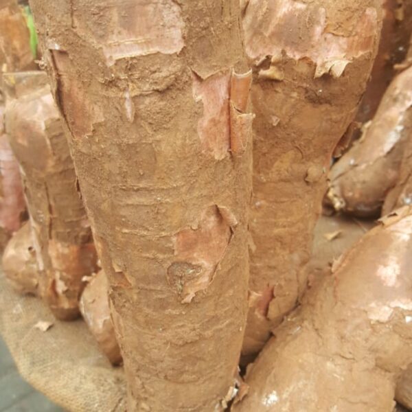 3 to 5 pcs big size cassava