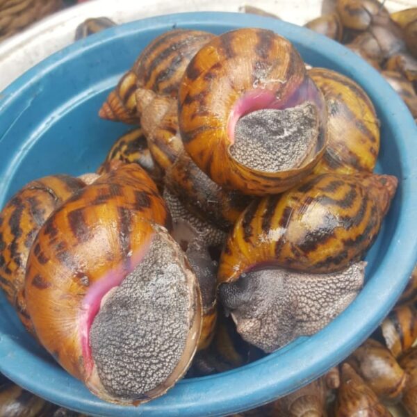 5 to 10 pcs medium sized snails