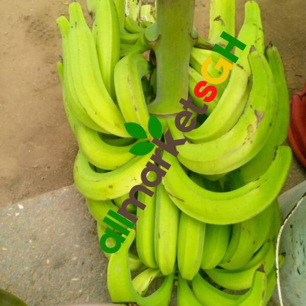 Bunch of Apem Plantain