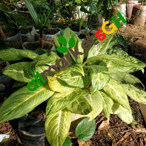 Aglaonema