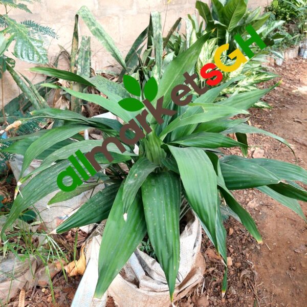 Aspidistra Elatior