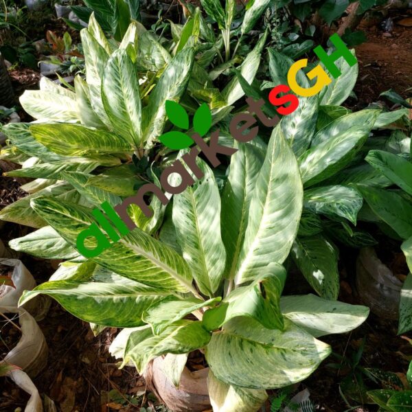 Aglaonema Chinese Evergreens