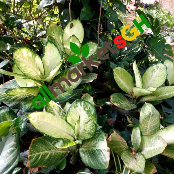Dieffenbachia Milky Way