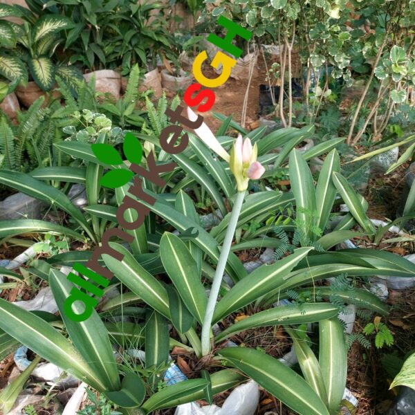 Amaryllis Plant