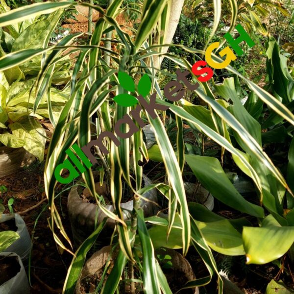 Variegated Dracaena or Song of India